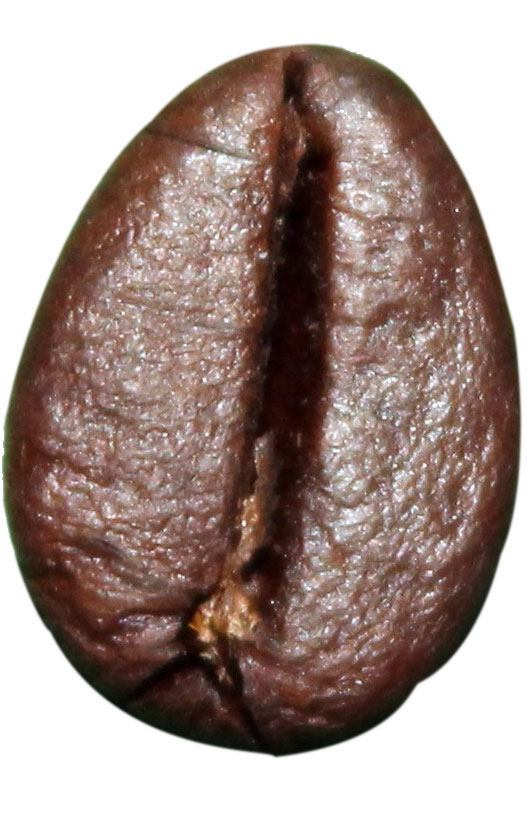 Robusta-Coffee-Beans Robusta coffee beans