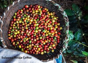 Sulawesi-Toraja-Coffee sulawesi Toraja Coffee