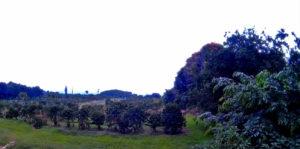 Part-of-coffee-grown-area-in-Hawaii Coffee growing area in Hawaii