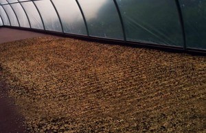 Processing-Kona-Coffee kona coffee processing