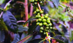 What-makes-the-best-Kona-Coffee-unique best kona coffee