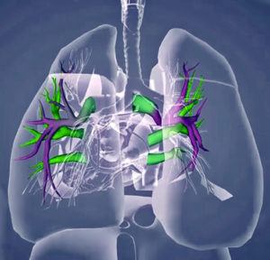 cardiovascular-health cardiovascular health