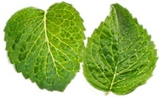 Mint-leaves-for-mint-coffee mint leaves for mint coffee