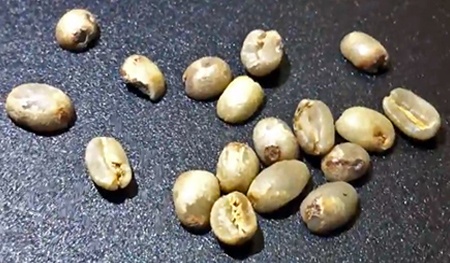 Potato-defected-coffee-beans in rwanda potato defect coffee beans in rwanda