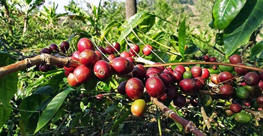 Tanzania-coffee-cherries Tanzania coffee cherries