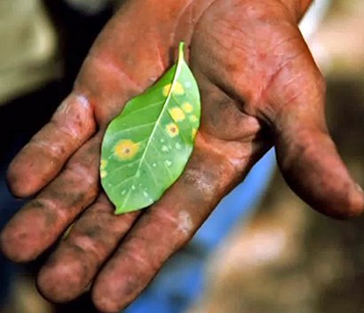 coffee-leaf-rust coffee leaf rust