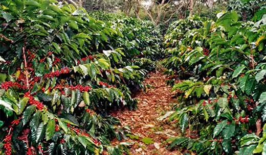 el-salvador-coffee-plantations el salvador coffee plantations