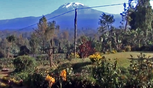 Tanzanian coffee grown on mount Kilimanjaro hills Tanzanian coffee grown on mount Kilimanjaro hills