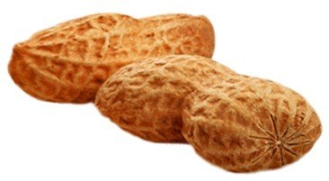 Nuts-for-coffee Nuts for coffee