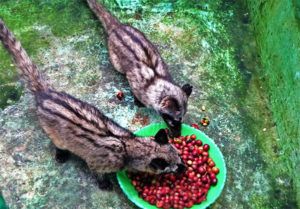 Coffee cherries eaten