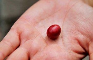 Colombian coffee cherry