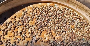 Kopi luwak coffee