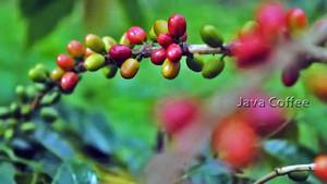 Monsooning java coffee beans