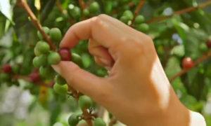 Colombian coffee fun facts