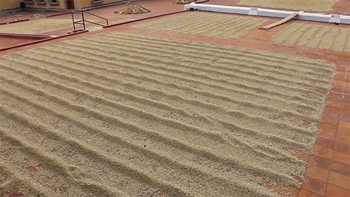 Coffee beans being dried