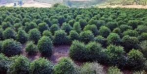 coffee farms in brazil