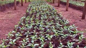 Coffee plantation in Ethiopia