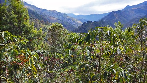 Coffee production in Guatemala