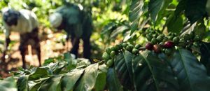 Arabica coffee production in Kenya