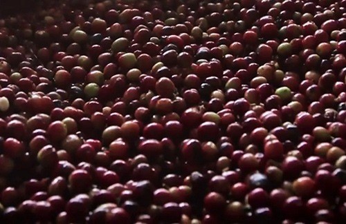 Kenyan AA coffee beans