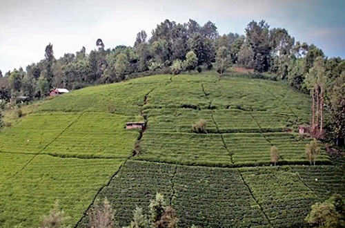 Kenyan coffee beans are grown in highlands