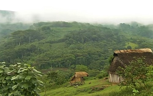 peruvian coffee growing land