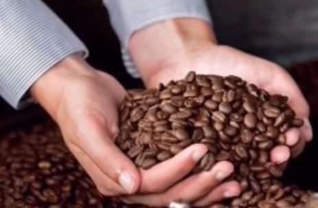 arabica coffee beans