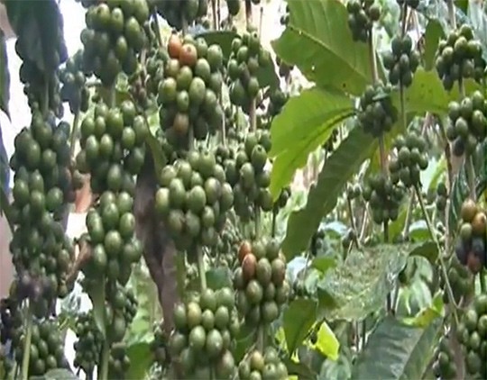 coffee production in uganda